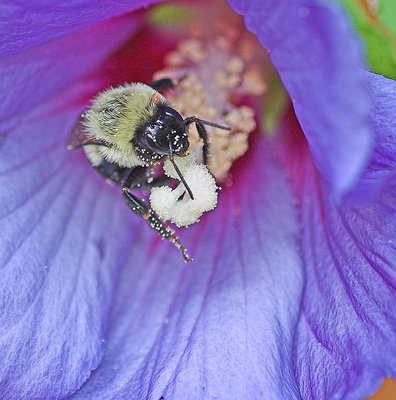 Bee in Hibiscus