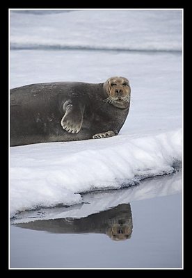 Bearded Seal