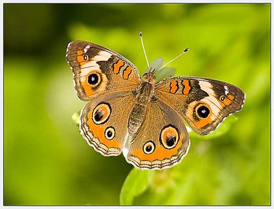 BUTTERFLY@home