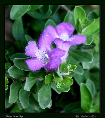 Pretty Texas Sage