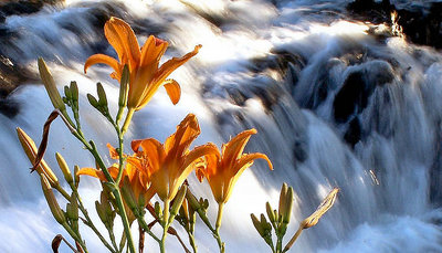 "Lily Falls"