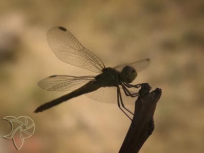 Dragonfly 1