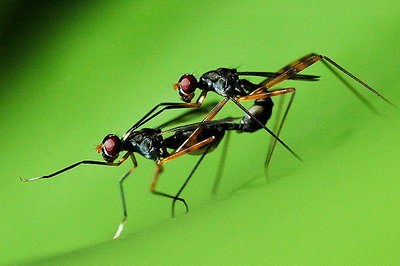 insect lovers