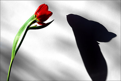tulip and shadow