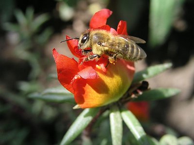 HoneyBee 2