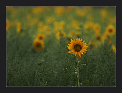 Sunflower