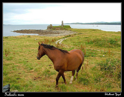 a ruined castle and a horse