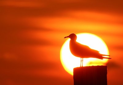 sunset gull