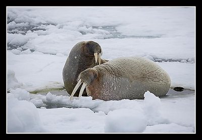 Walruses - Take 2