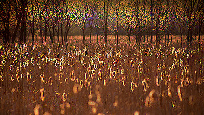 Cattails of spring