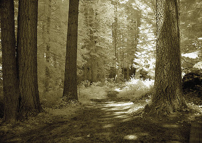 Forest Path