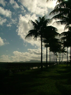 Coconuts