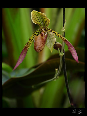 ...lady slipper orchid...