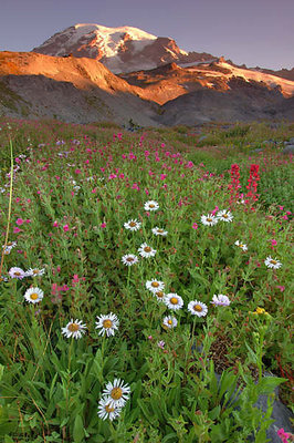 Alpine Wildflowers