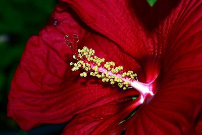 Hibiscus  Luna