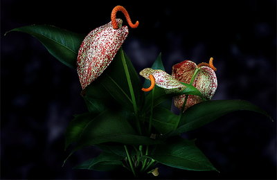 ===Anthurium===