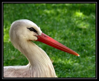 White Stork