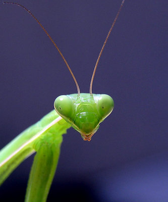 Praying Mantis