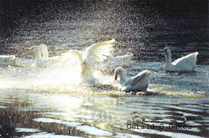 Swans At Waverly