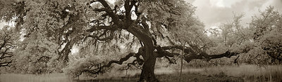 Great Mother Oak