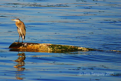 Heron on a Stick