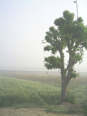 alone in the field 