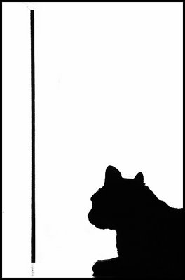 Cat&Line
