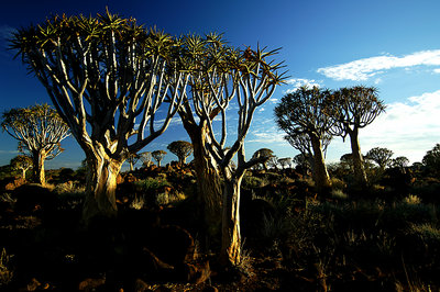 Quiver Tree sunrise