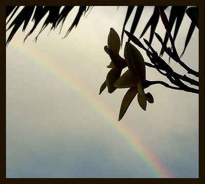 Silhouetted Rainbow 2