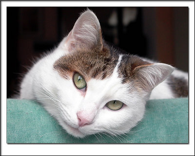 Ciccio