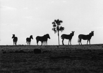 Zebra silhouette