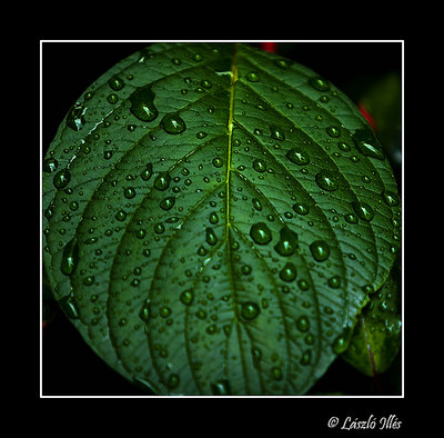 After the rain 2
