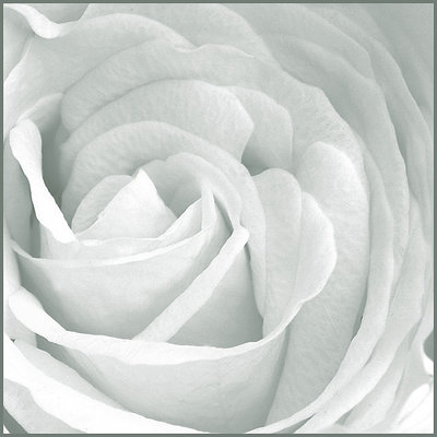 white rose