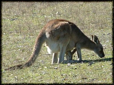 Mother & Joey