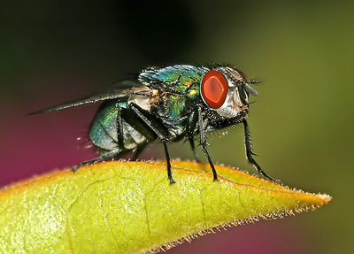 Another Fly Macro