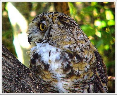 Large Tree Owl