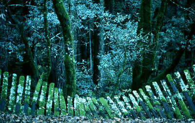 Mossy Fence