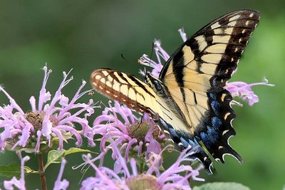 Swallowtail on Wildflowers