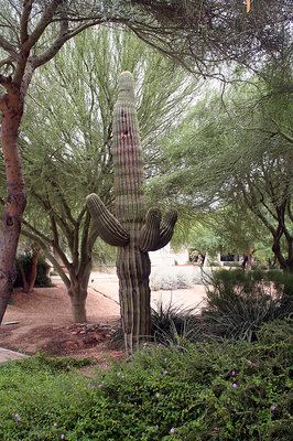 The Lonely Saguaro
