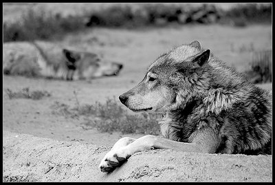 grey wolf