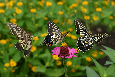 Stages of Flight