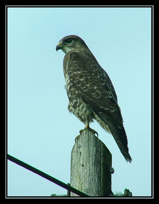 Welsh Buzzard -  Watching