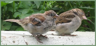 Young sparrows