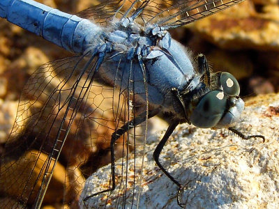 Blue dragonfly