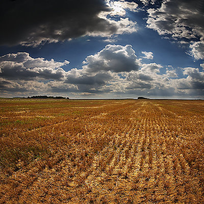 Haymaking (III)