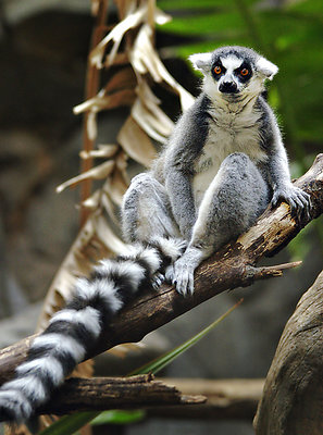 Lemur