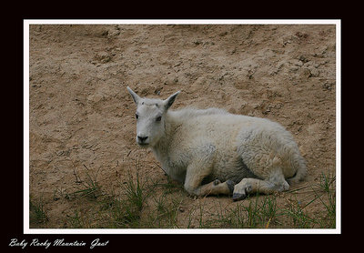 Baby Rocky Mt Goat