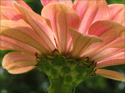 Pink Daisy