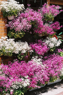 Pink &White Spring