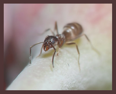 Ant on stem